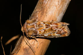 Panolis flammea / Kieferneule / Forleule / Nachtfalter - Eulenfalter - Noctuidae - Hadeninae