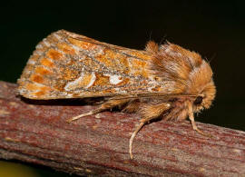 Panolis flammea / Kieferneule / Forleule / Nachtfalter - Eulenfalter - Noctuidae - Hadeninae