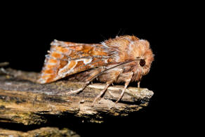 Panolis flammea / Kieferneule / Forleule / Nachtfalter - Eulenfalter - Noctuidae - Hadeninae