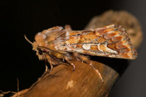 Panolis flammea / Kieferneule / Forleule / Nachtfalter - Eulenfalter - Noctuidae - Hadeninae