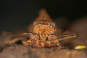 Panolis flammea / Kieferneule / Forleule / Nachtfalter - Eulenfalter - Noctuidae - Hadeninae