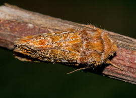 Panolis flammea / Kieferneule / Forleule / Nachtfalter - Eulenfalter - Noctuidae - Hadeninae