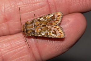 Panolis flammea / Kieferneule / Forleule / Nachtfalter - Eulenfalter - Noctuidae - Hadeninae