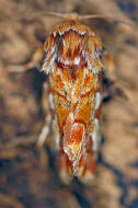 Panolis flammea / Kieferneule / Forleule / Nachtfalter - Eulenfalter - Noctuidae - Hadeninae