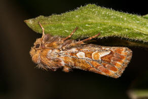 Panolis flammea / Kieferneule / Forleule / Nachtfalter - Eulenfalter - Noctuidae - Hadeninae