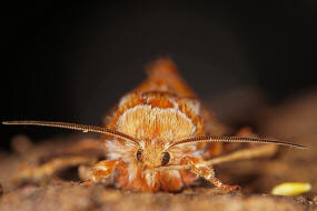 Panolis flammea / Kieferneule / Forleule / Nachtfalter - Eulenfalter - Noctuidae - Hadeninae