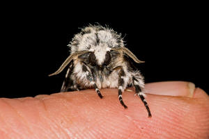 Panthea coenobita / Klosterfrau / Nachtfalter - Eulenfalter - Noctuidae - Pantheinae