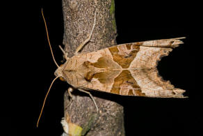 Phlogophora meticulosa / Achateule / Nachtfalter - Eulenfalter - Noctuidae - Hadeninae