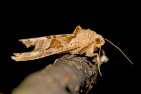 Phlogophora meticulosa / Achateule / Nachtfalter - Eulenfalter - Noctuidae - Hadeninae