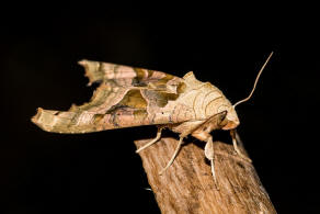 Phlogophora meticulosa / Achateule / Nachtfalter - Eulenfalter - Noctuidae - Hadeninae