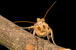 Phlogophora meticulosa / Achateule / Nachtfalter - Eulenfalter - Noctuidae - Hadeninae