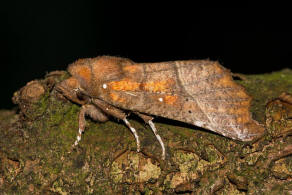 Scoliopteryx libatrix / Zackeneule / Nachtfalter - Erebidae - Eulenfalter - Scoliopteryginae