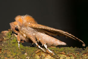 Scoliopteryx libatrix / Zackeneule / Nachtfalter - Erebidae - Eulenfalter - Scoliopteryginae