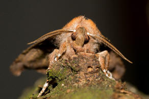 Scoliopteryx libatrix / Zackeneule / Nachtfalter - Erebidae - Eulenfalter - Scoliopteryginae