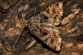 Sideridis rivularis / Violettbraune Kapseleule / Nachtfalter - Eulenfalter - Noctuidae - Hadeninae