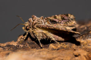 Sideridis rivularis / Violettbraune Kapseleule / Nachtfalter - Eulenfalter - Noctuidae - Hadeninae
