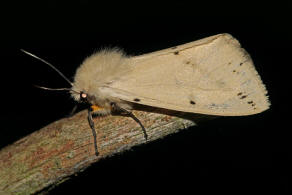Spilarctia lutea / Gelber Fleckleibbr / Nachtfalter - Eulenfalter - Erebidae - Brenspinner - Arctiinae