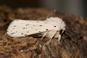 Spilosoma lubricipeda / Breitflgeliger Fleckleibbr / Nachtfalter - Eulenfalter - Noctuidae - Brenspinner - Arctiinae