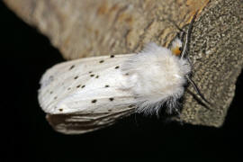 Spilosoma lubricipeda / Breitflgeliger Fleckleibbr / Nachtfalter - Eulenfalter - Noctuidae - Brenspinner - Arctiinae