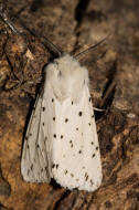 Spilosoma lubricipeda / Breitflgeliger Fleckleibbr / Nachtfalter - Eulenfalter - Noctuidae - Brenspinner - Arctiinae