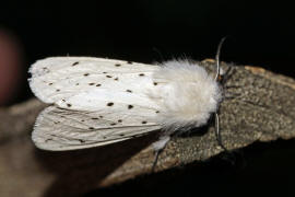 Spilosoma lubricipeda / Breitflgeliger Fleckleibbr / Nachtfalter - Eulenfalter - Noctuidae - Brenspinner - Arctiinae
