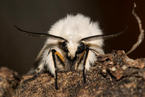 Spilosoma lubricipeda / Breitflgeliger Fleckleibbr / Nachtfalter - Eulenfalter - Noctuidae - Brenspinner - Arctiinae