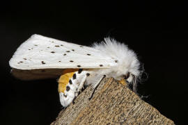 Spilosoma lubricipeda / Breitflgeliger Fleckleibbr / Nachtfalter - Eulenfalter - Noctuidae - Brenspinner - Arctiinae