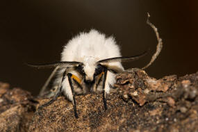 Spilosoma lubricipeda / Breitflgeliger Fleckleibbr / Nachtfalter - Eulenfalter - Noctuidae - Brenspinner - Arctiinae