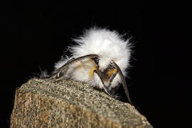 Spilosoma lubricipeda / Breitflgeliger Fleckleibbr / Nachtfalter - Eulenfalter - Noctuidae - Brenspinner - Arctiinae