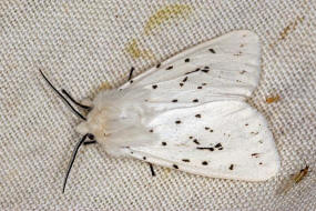 Spilosoma lubricipeda / Breitflgeliger Fleckleibbr / Nachtfalter - Eulenfalter - Noctuidae - Brenspinner - Arctiinae