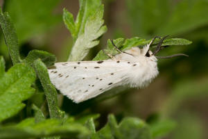 Spilosoma lubricipeda / Breitflgeliger Fleckleibbr / Nachtfalter - Eulenfalter - Noctuidae - Brenspinner - Arctiinae