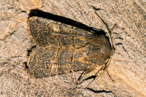 Tholera cespitis / Dunkelbraune Lolcheule / Bergraseneule / Nachtfalter - Eulenfalter - Noctuidae - Hadeninae