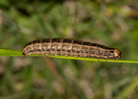 Tholera decimalis / Weigerippte Lolcheule / Groe Raseneule / Nachtfalter - Eulenfalter - Noctuidae - Hadeninae