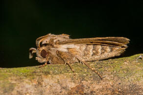 Tholera decimalis / Weigerippte Lolcheule / Groe Raseneule / Nachtfalter - Eulenfalter - Noctuidae - Hadeninae