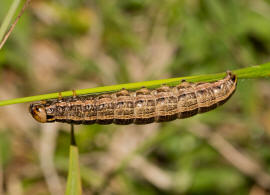 Tholera decimalis / Weigerippte Lolcheule / Groe Raseneule / Nachtfalter - Eulenfalter - Noctuidae - Hadeninae