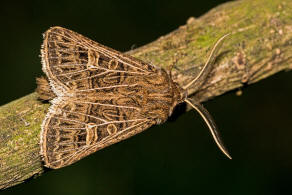 Tholera decimalis / Weigerippte Lolcheule / Groe Raseneule / Nachtfalter - Eulenfalter - Noctuidae - Hadeninae