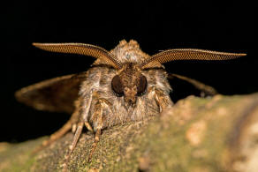 Tholera decimalis / Weigerippte Lolcheule / Groe Raseneule / Nachtfalter - Eulenfalter - Noctuidae - Hadeninae