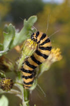 Tyria jacobaeae / Jakobskrautbr / Blutbr / Nachtfalter - Eulenfalter - Erebidae - Brenspinner - Arctiinae