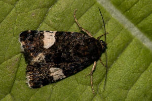 Tyta luctuosa / Ackerwinden-Trauereule / Nachtfalter - Eulenfalter - Noctuidae - Metoponiinae