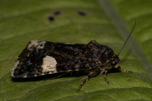 Tyta luctuosa / Ackerwinden-Trauereule / Nachtfalter - Eulenfalter - Noctuidae - Metoponiinae