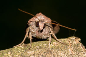 Xestia xanthographa / Braune Sptsommer-Bodeneule / Nachtfalter - Eulenfalter - Noctuidae - Noctuinae