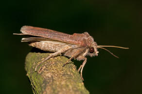 Xestia xanthographa / Braune Sptsommer-Bodeneule / Nachtfalter - Eulenfalter - Noctuidae - Noctuinae