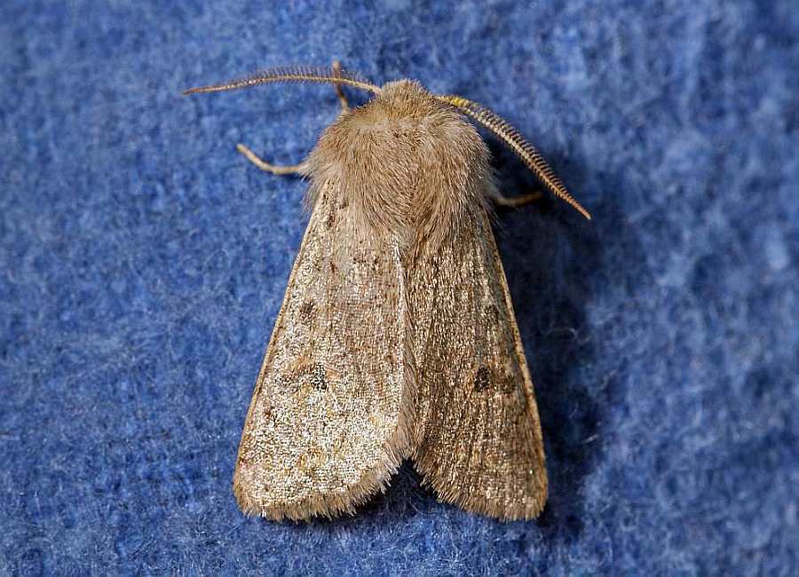 Orthosia cruda / Kleine Kätzcheneule / Nachtfalter - Eulenfalter - Noctuidae - Hadeninae