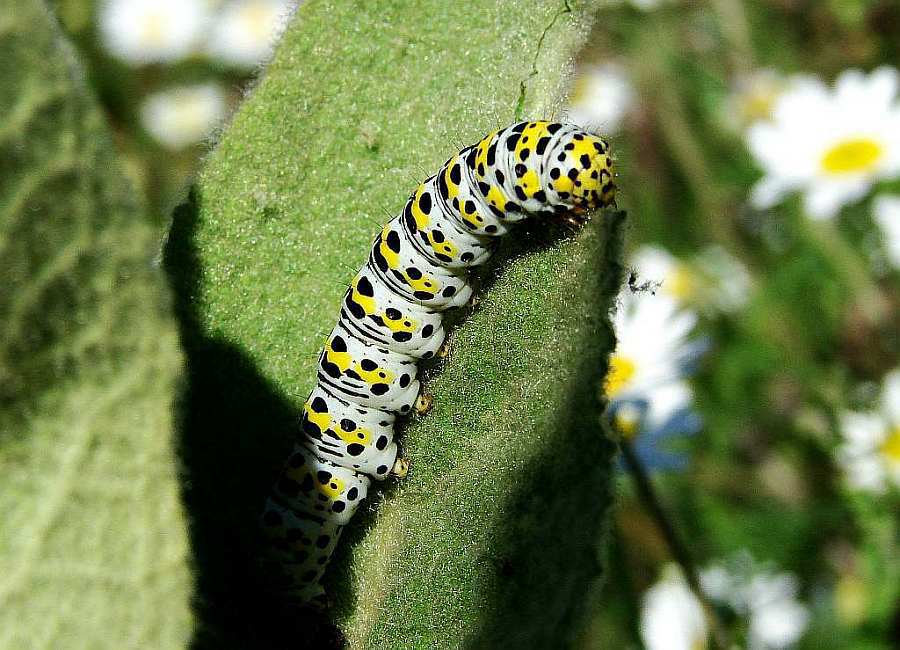 Cucullia (=Shargacucullia) / Königskerzen-Mönch / Nachtfalter - Eulenfalter - Noctuidae - Cuculliinae