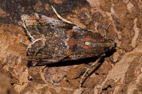 Acrobasis suavella / Schlehen-Gespinstschlauchznsler / Nachtfalter - Znsler - Pyralidae - Phycitinae - Phycitini