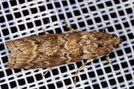 Dioryctria abietella / Fichtenzapfenznsler / Nachtfalter - Znsler - Pyralidae - Phycitinae