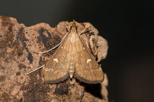 Dolicharthria punctalis (Denis & Schiffermller, 1775) / Long-legged China-Mark / Nachtfalter - Znsler - Crambidae - Spilomelinae