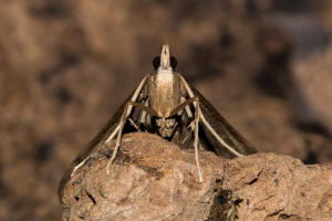 Dolicharthria punctalis (Denis & Schiffermller, 1775) / Long-legged China-Mark / Nachtfalter - Znsler - Crambidae - Spilomelinae