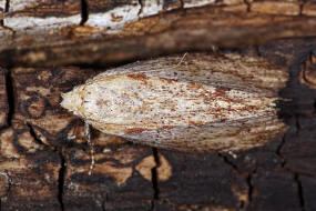 Galleria mellonella / Groe Wachsmotte / Nachtfalter - Znsler - Pyralidae - Galleriinae