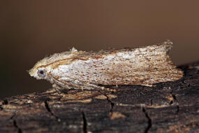 Galleria mellonella / Groe Wachsmotte / Nachtfalter - Znsler - Pyralidae - Galleriinae